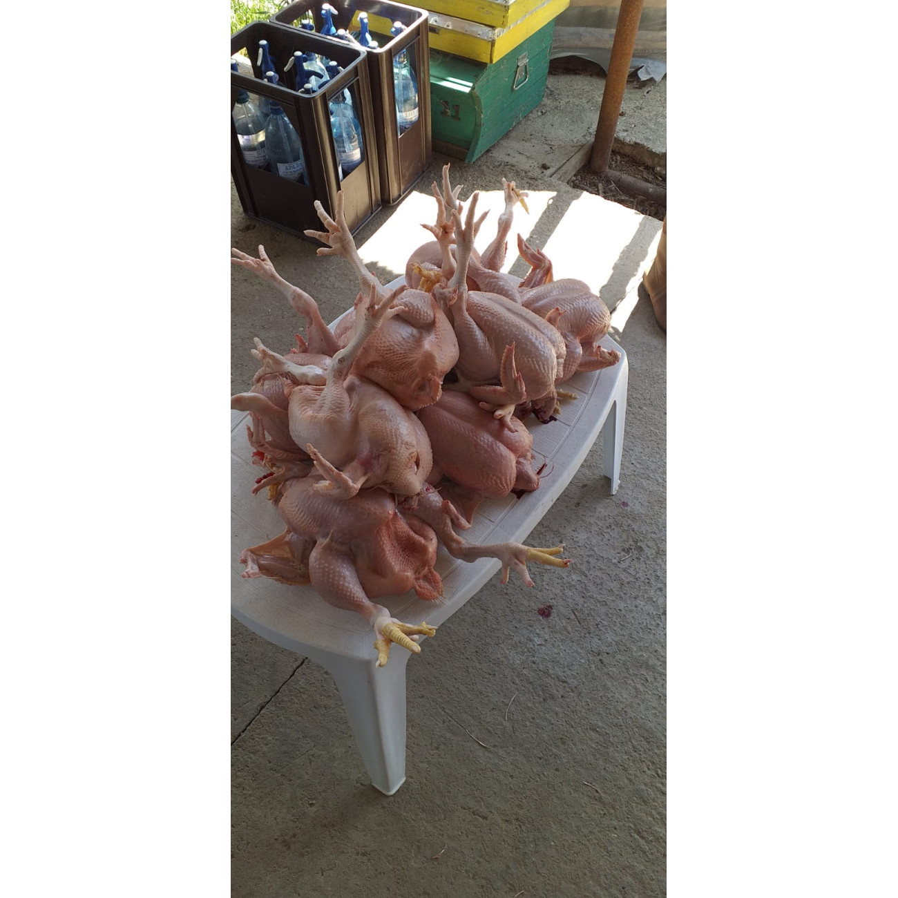 Deplumator Păsări WQ-60 Profesional - imagine 7